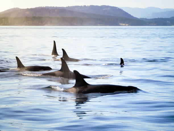 vaina de orca (orcas) - ballena orca fotografías e imágenes de stock