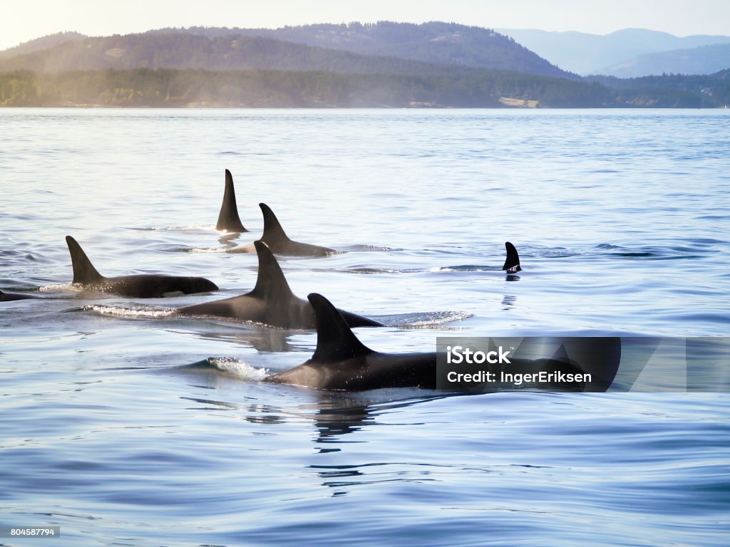 Pod of Orca (Killer Whales) Group of orca (killer whales) moving together in a costal landscape Orca Stock Photo