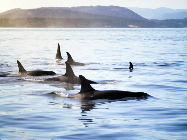 Pod of Orca (Killer Whales) Group of orca (killer whales) moving together in a costal landscape killer whale photos stock pictures, royalty-free photos & images