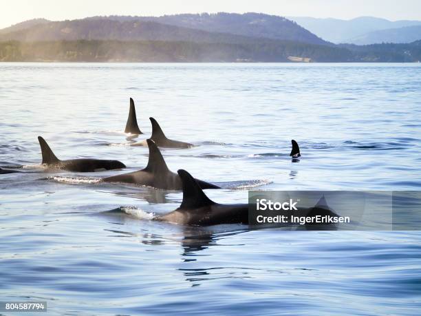 Pod Of Orca Stock Photo - Download Image Now - Orca, Vancouver - Canada, Canada