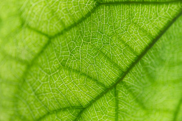 istock Nature green leaf and texture for background or wallpaper 804592646