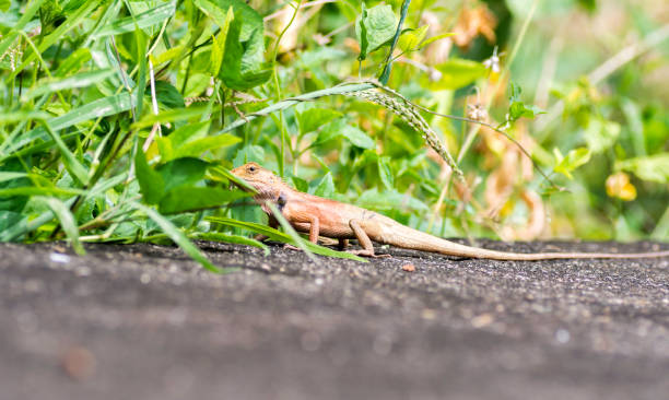istock chameleon walked on the road and into the meadow. 804592936