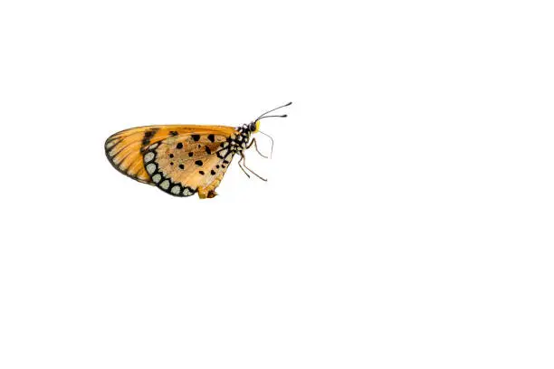 Plain Tiger Butterfly,isolated on white background