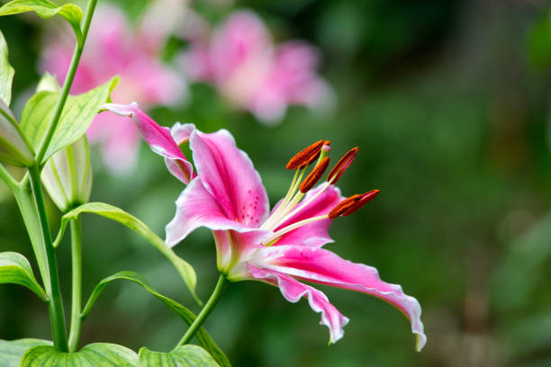 istock Colorful lily flower 804595104
