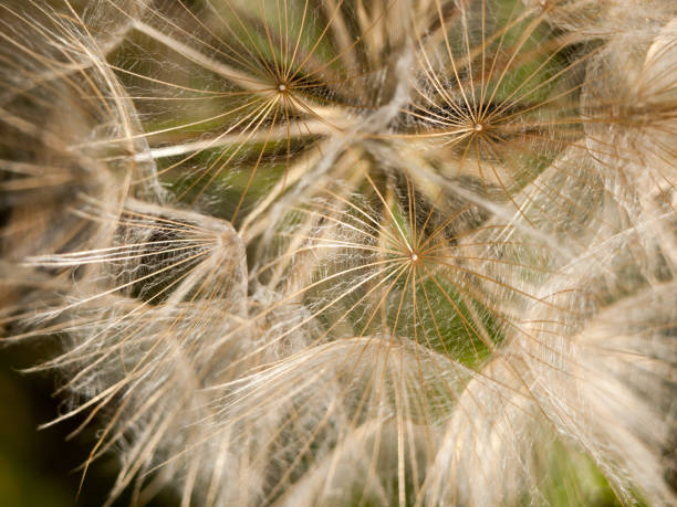 istock intact close up white dandelion head detail 804595528