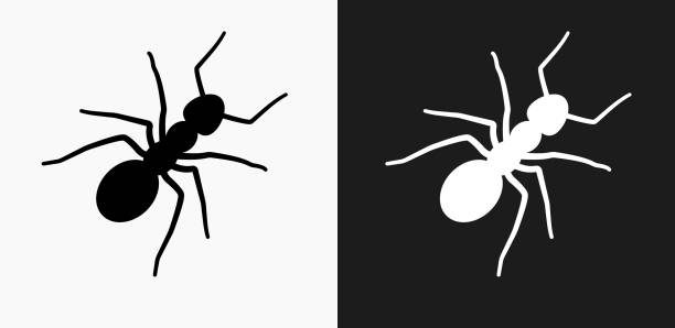 ilustrações, clipart, desenhos animados e ícones de ícone de formigas em preto e branco vector backgrounds - ant