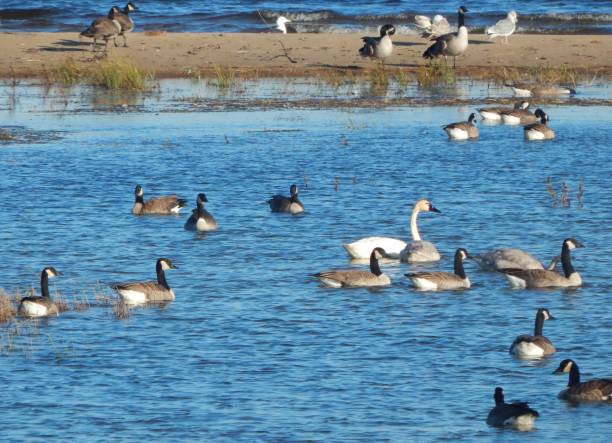 istock Michigan Wildlife 804602524