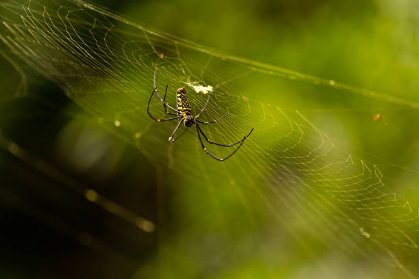 istock Nephila Maculata, Giant Wood Spider 804612662