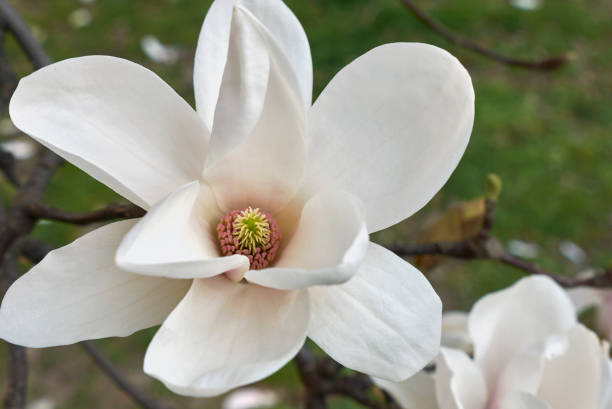 istock Magnolia × soulangeana 804613640