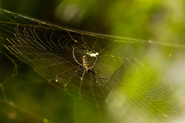 istock female Golden Web Spider Nephila pilipes 804616376