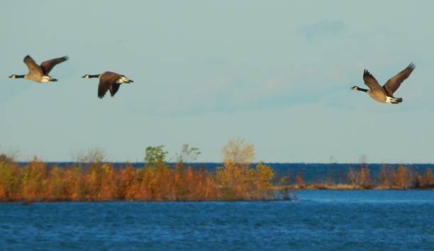 istock Michigan Wildlife 804616834