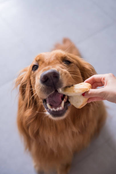 istock The Golden Retriever eating 804619372