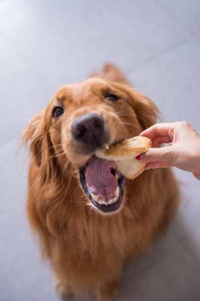 istock The Golden Retriever eating 804619376