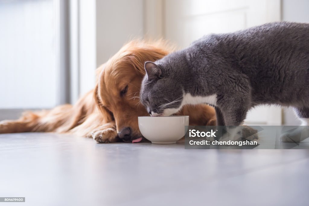 Comen gatos Golden Retriever y británicos - Foto de stock de Comer libre de derechos