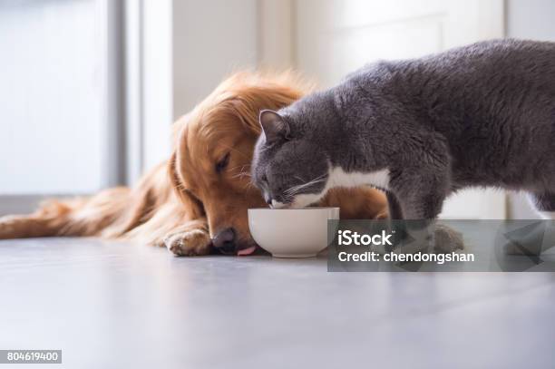 Comen Gatos Golden Retriever Y Británicos Foto de stock y más banco de imágenes de Comer - Comer, Mascota, Alimento