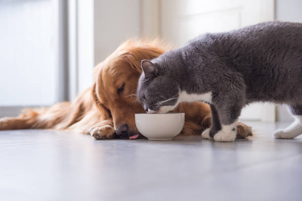 Golden Retriever and British shorthair cats are eating Golden Retriever and British shorthair cats are eating british longhair stock pictures, royalty-free photos & images