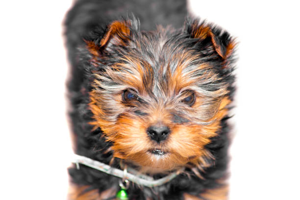 chien yorkie minuscule mâle cupcake - irish terrier terrier dog puppy photos et images de collection