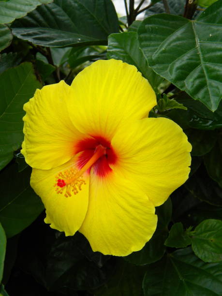 istock Beautiful hibiscus flower 804625416