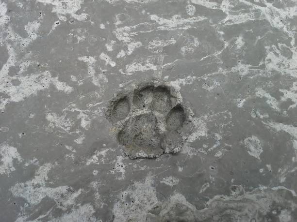 istock Cat's Pawprint in Concrete 804625596
