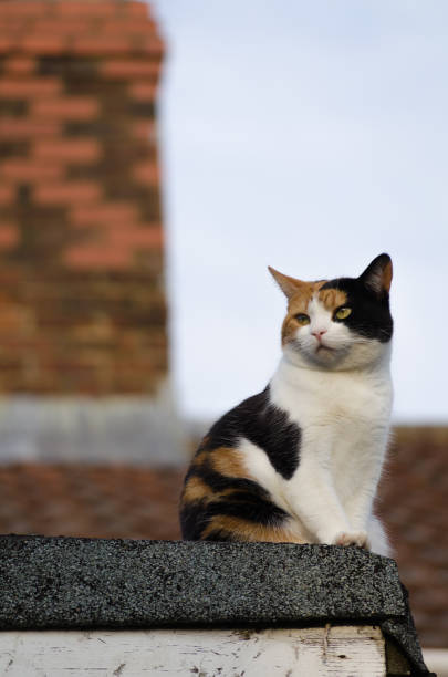 tricolor cat sitting on the roof stock photo
