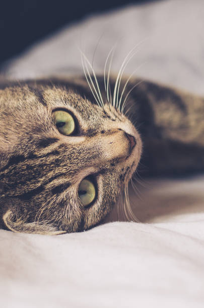 tabby cat lying in bed stock photo