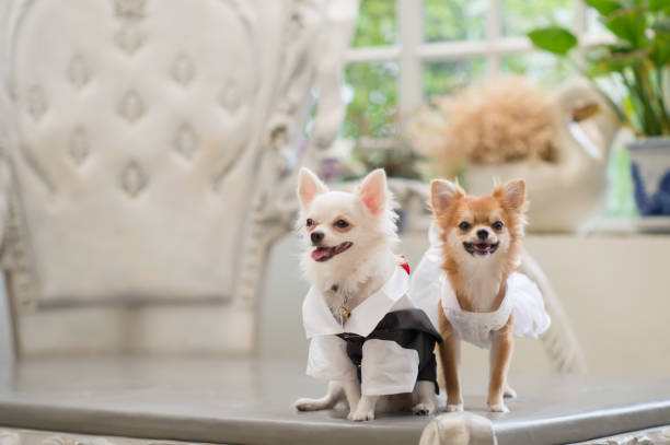 istock White and brown chihuahu puppy on  table in the background bokeh tree. 804630328
