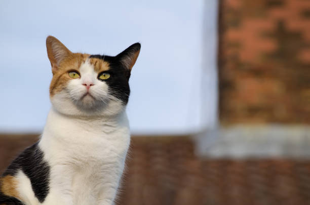 close up of a cat on the roof stock photo