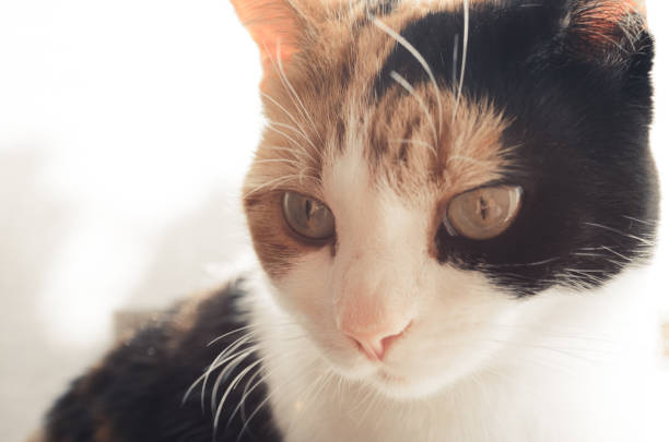 istock tricolor cat, warm tone 804638012