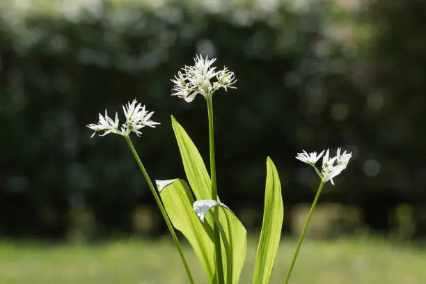 Backlit blossom wood garlic plant