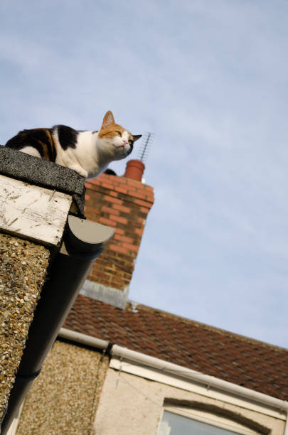 calico cat on the roof stock photo