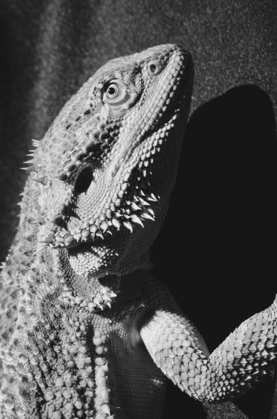 istock bearded dragon climbing up in the sun 804641254