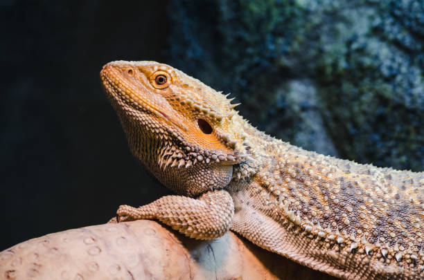 istock reptile pet bearded dragon basking 804641398