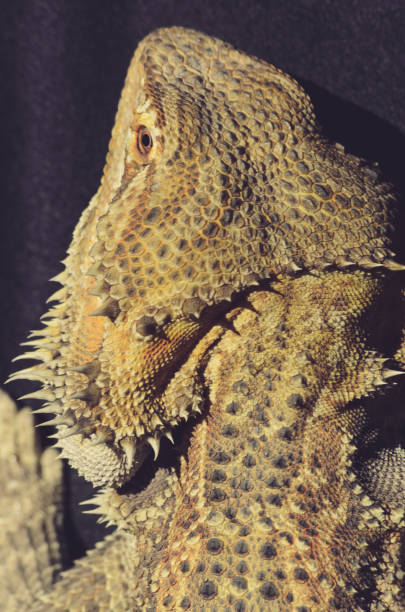 bearded dragons head from above stock photo