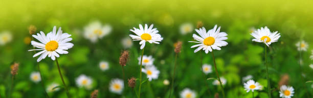 istock Daisy flowers in the sunny summer day 804644564