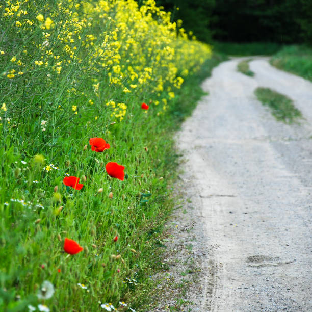 istock Colorful country roadside 804644594