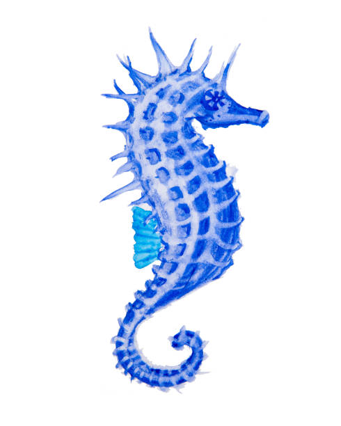 istock Watercolor drawing of a seahorse 804648998