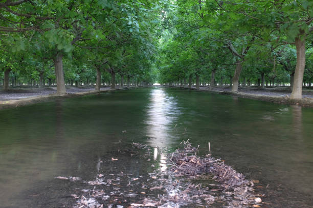 Varying orchards to the northeasst of Kingsburg, CA.  Walnuts trees as they are developing and scheduled for flood irrigation.