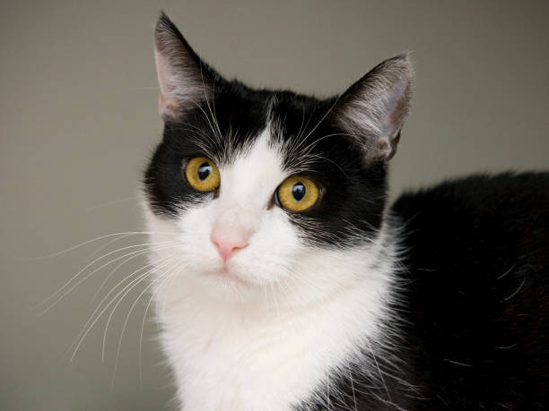 istock Black and white cat portrait 804649612