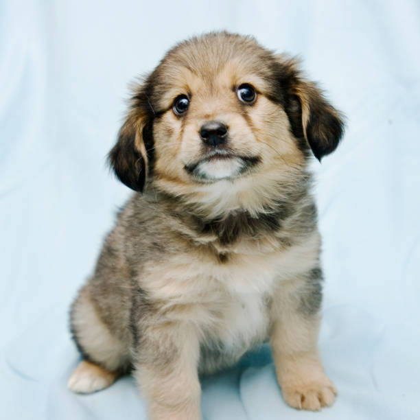istock Cute  puppy in a blue blanket 804651830
