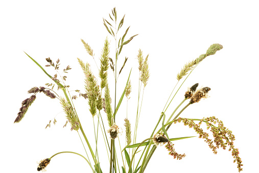 An arrangement of various grasses and wild plants