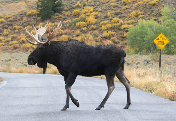 istock BULL MOOSE CROSSING ROAD STOCK IMAGE 804655612