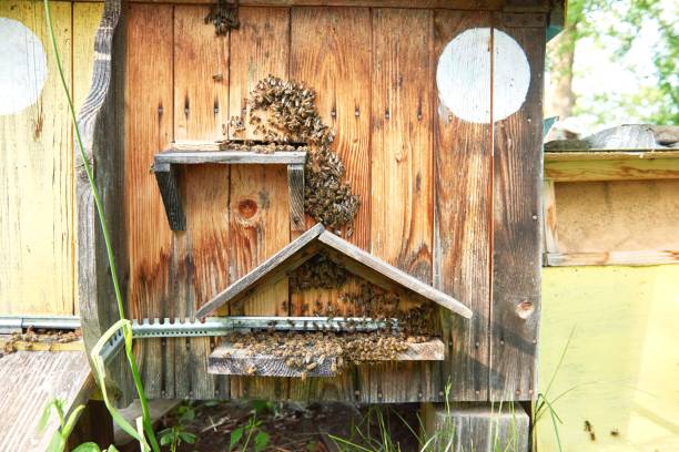 istock Beehives in an apiary outdoors 804656200