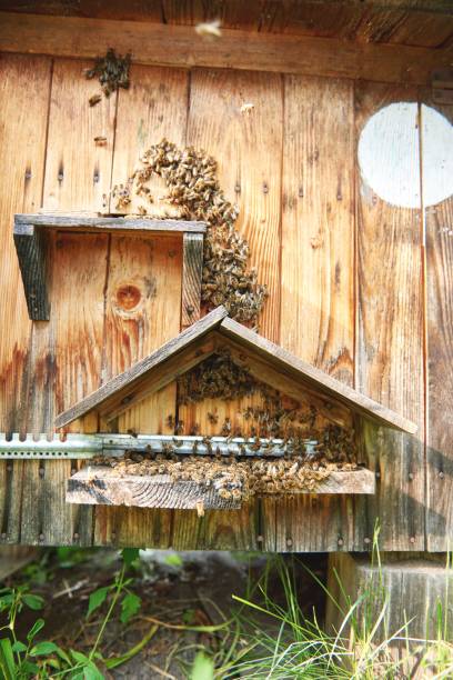 istock Beehives in an apiary outdoors 804656324
