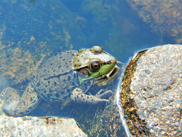 istock Green Frog in Pond 804661056