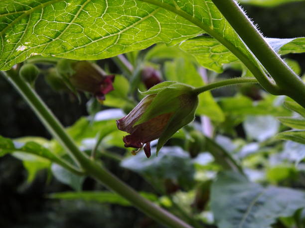 istock Deadly Nightshade, belladonna blossom, 804661158