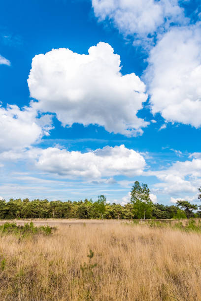 istock Dry meadow in summer arid landscape blue cloudy sky 804661252