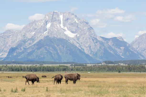 bison em sagebrush prado com imagem tetons - 31973 - fotografias e filmes do acervo