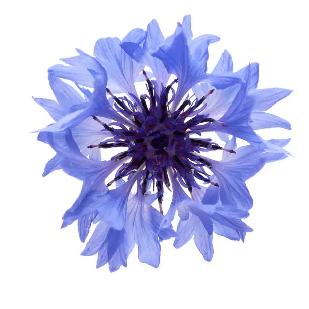 cornflower blue on a white background, photographed in natural light