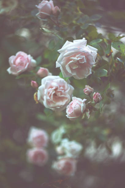 istock Garden rose in summer 804665210