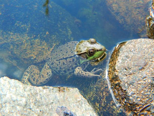 istock Green Frog in Pond 804666854